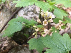 Ribes glandulosum