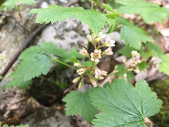 Ribes glandulosum