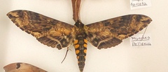 Manduca pellenia
