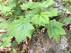 Ribes glandulosum