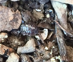 Armadillidium vulgare