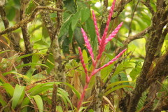 Tillandsia lucida