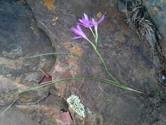 Hesperantha baurii