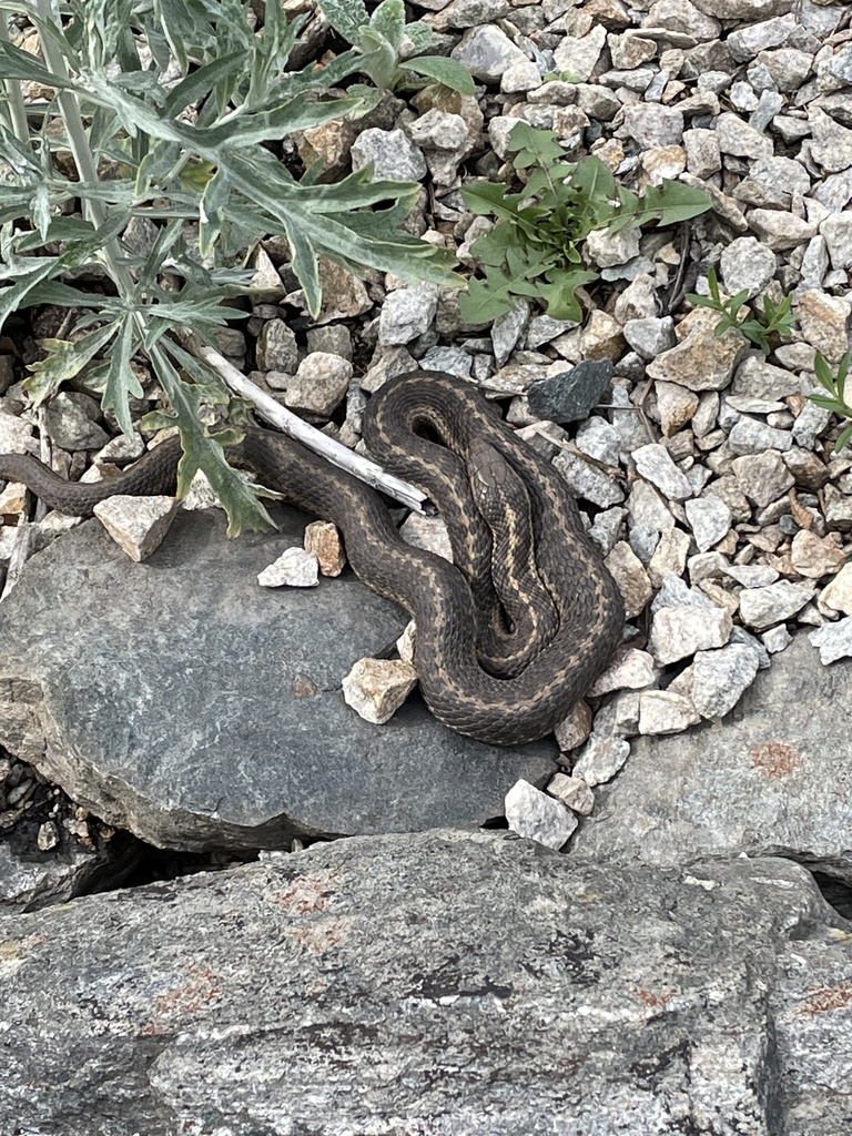 Western Terrestrial Garter Snake from Salmon River Rd, Spallumcheen, BC