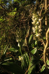 Calanthe calanthoides