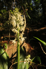 Calanthe calanthoides