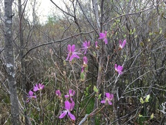 Rhododendron canadense