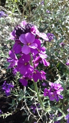 Erysimum linifolium