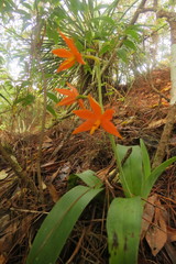 Prosthechea vitellina