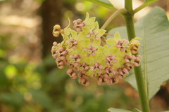 Asclepias similis