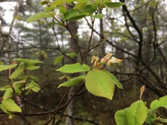 Amelanchier bartramiana