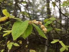 Amelanchier bartramiana