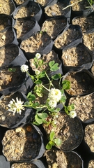 Trifolium