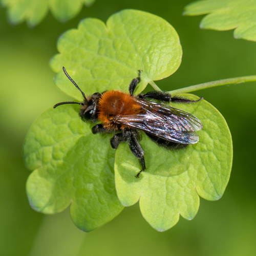 Milwaukee Mining Bee