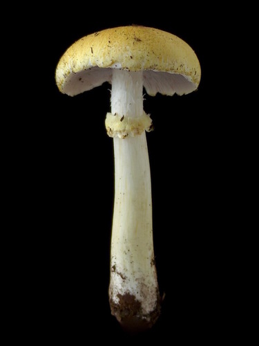 Stropharia rugosoannulata lutea