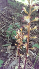 Corallorhiza maculata