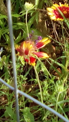 Gaillardia aestivalis