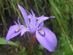 Moraea elliotii