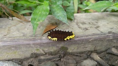 Gynautocera rubriscutellata