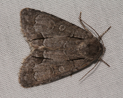 Acronicta radcliffei