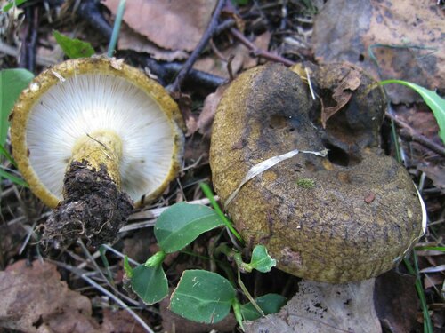 Lactarius turpis