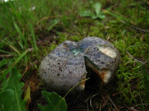 Lactarius deterrimus