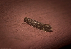 Praeacedes atomosella