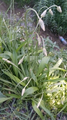 Plantago lanceolata