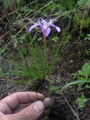 Moraea elliotii