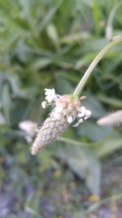 Plantago lanceolata
