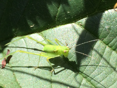 Phaneroptera nana