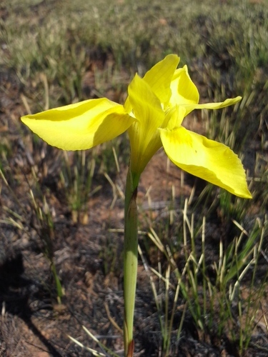Moraea robusta, photograph 2