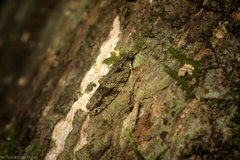 Metrioglypha phyllodes