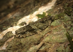 Metrioglypha phyllodes