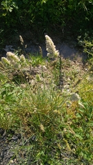 Poaceae
