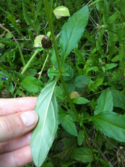 Prunella vulgaris lanceolata