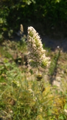 Poaceae