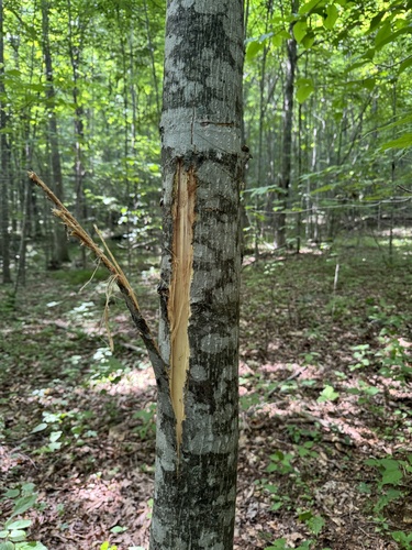 Black Bear Tracks – NatureTracking