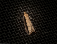 Leptocroca sanguinolenta