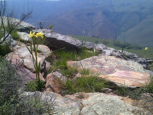 Moraea robusta, photograph 3