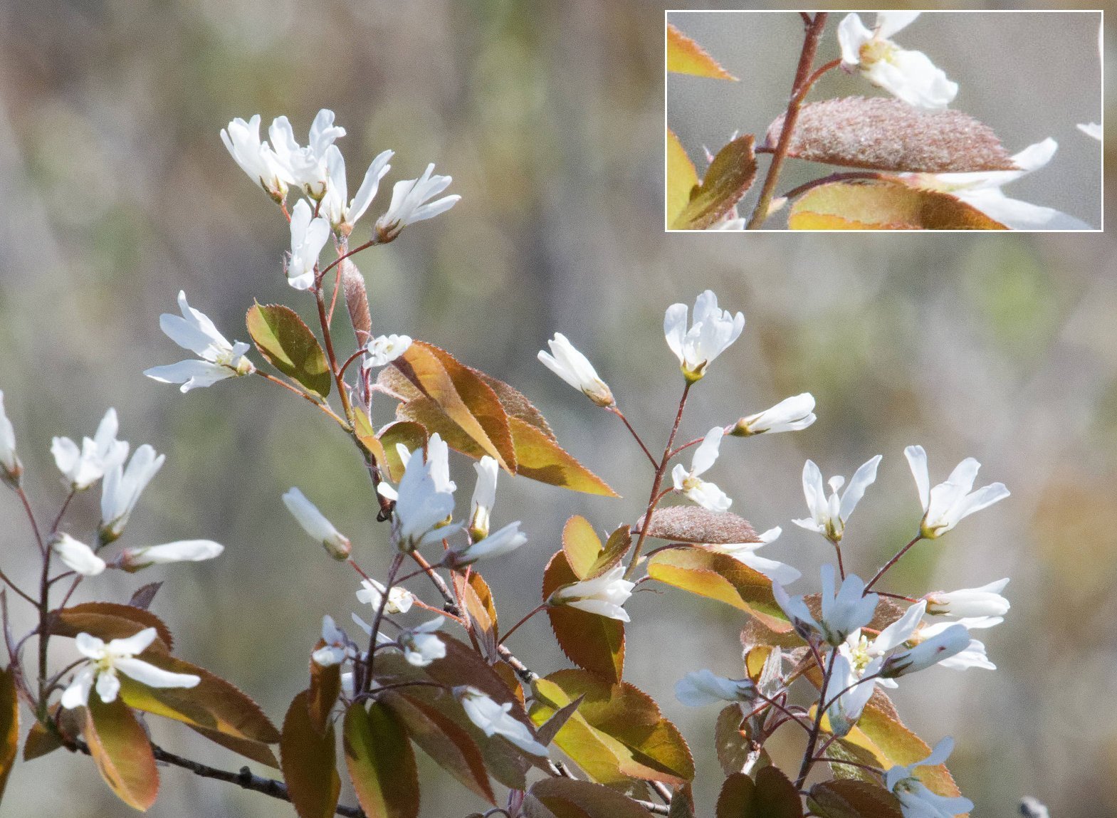 Amelanchier intermedia