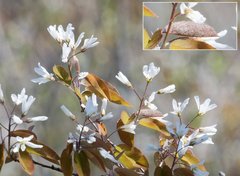 Amelanchier × intermedia