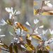 Intermediate Serviceberry - Photo (c) hobiecat, some rights reserved (CC BY-NC), uploaded by hobiecat