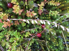 Vaccinium macrocarpon