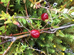 Vaccinium macrocarpon