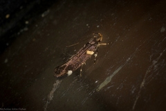 Macrobathra alternatella