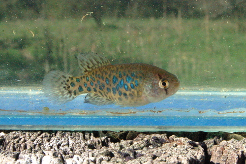 Patricia's pearlfish (Austrolebias patriciae) — Rivulidae