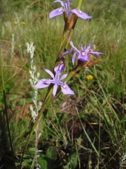 Moraea natalensis