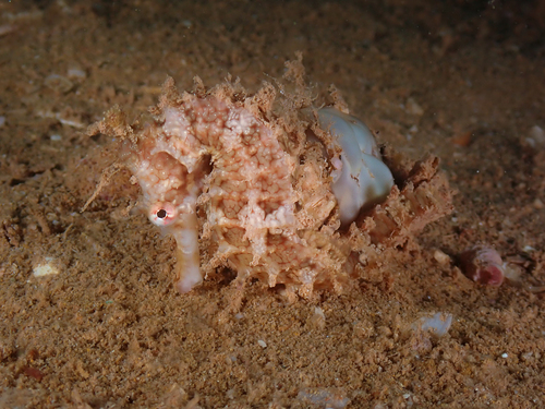 Manyspine seahorse (Hippocampus multispinus) — Syngnathidae — 5