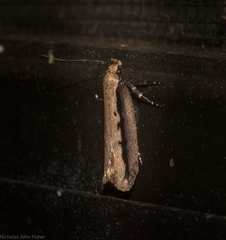 Leptocroca sanguinolenta